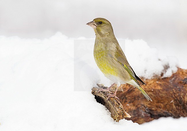 European Greenfinch, Carduelis chloris chloris stock-image by Agami/Alain Ghignone,