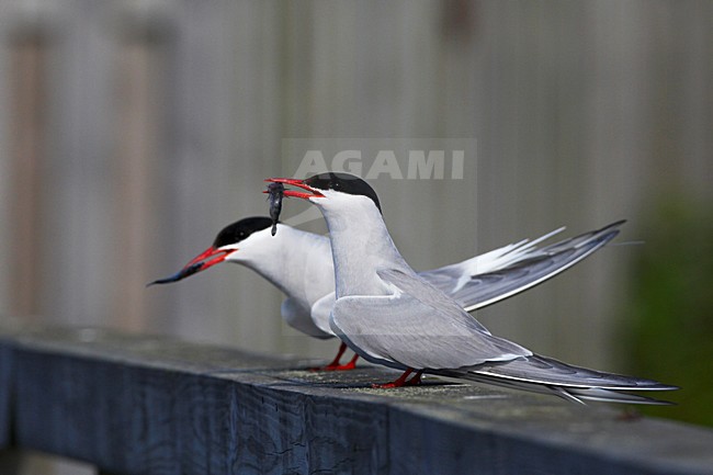 Noordse Stern, Arctic Tern, Sterna paradisaea stock-image by Agami/Jari Peltomäki,