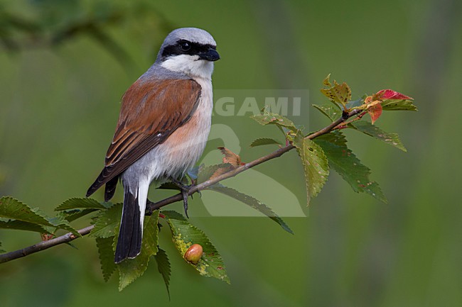 Grauwe Klauwier volwassen man zittend in struik; Red-backed Shrike adult male perched in bush stock-image by Agami/Daniele Occhiato,
