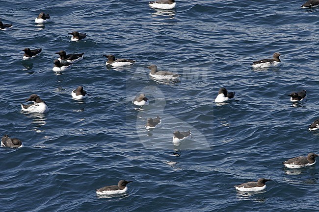 Common Guillemot, Uria aalge, at Iceland stock-image by Agami/Helge Sorensen,