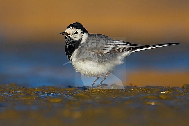 White Wagtail (Motacilla alba) in Italy. stock-image by Agami/Daniele Occhiato,