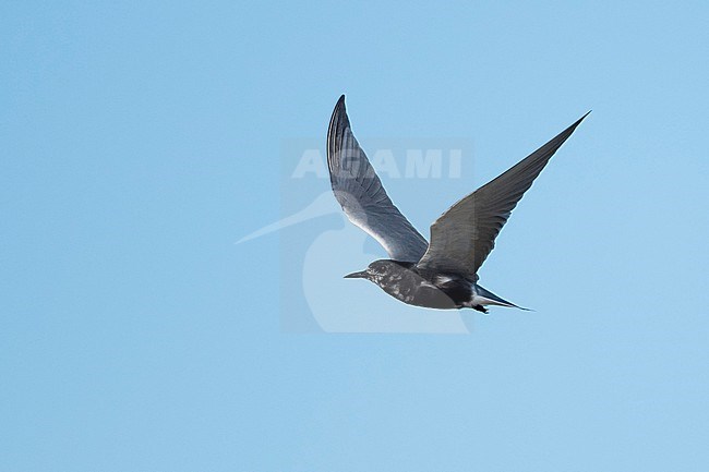 Adult American Black Tern (Chlidonias niger surinamensis) in breeding plumage at Galveston County, Texas, in spring. Flying past. stock-image by Agami/Brian E Small,