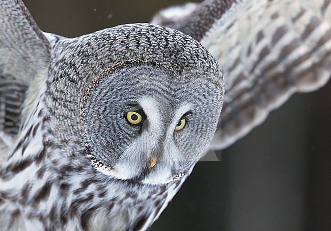 Great Grey Owl (Strix nebulosa) dring cold winter in taiga forest in northern Finland. stock-image by Agami/Markus Varesvuo,