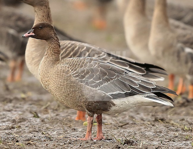 First-winter Pink-footed Goose, Anser brachyrhynchos, in the Netherlands. stock-image by Agami/Fred Visscher,