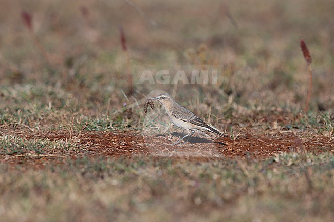 northern wheatear or wheatear (Oenanthe oenanthe) feeding a large caterpillar while on migration at the Liben Plains near Negele Borana in Ethiopia stock-image by Agami/Mathias Putze,