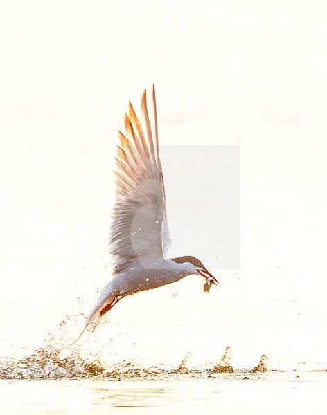 Adult Common Tern, Sterna hirundo, in flight. Fishing in the old Rhine outlet in the North Sea at Katwijk, Netherlands. stock-image by Agami/Marc Guyt,