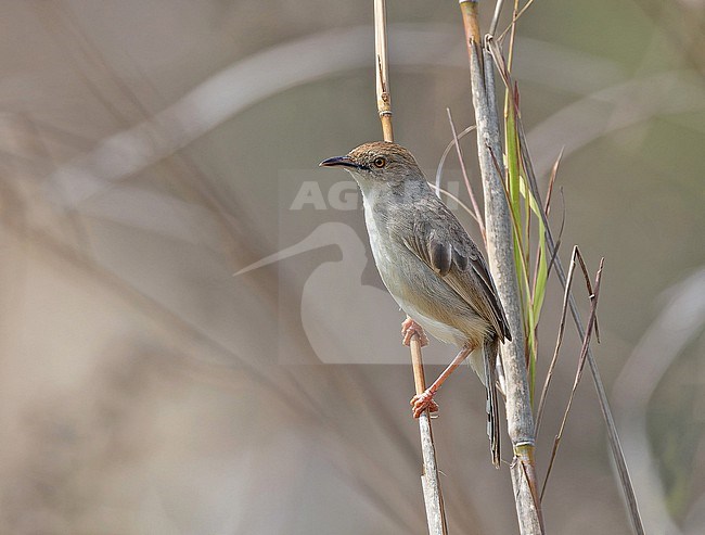 Bubbling Cisticola (Cisticola bulliens) in Angola. stock-image by Agami/Pete Morris,