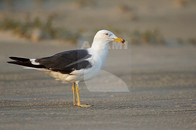 Adult Lesser Black-backed Gull (Larus fuscus) standing on a beach in Galveston County, Texas, USA. stock-image by Agami/Brian E Small,