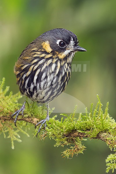Crescent-faced antpitta (Grallaricula lineifrons) perched on a branch in Colombia, South America. stock-image by Agami/Glenn Bartley,