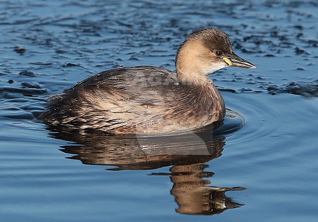 Little Grebe (Tachybaptus ruficollis), adult swimming, seen from the side. stock-image by Agami/Fred Visscher,