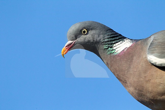 Houtduif close-up; Wood Pigeon close up stock-image by Agami/Roy de Haas,