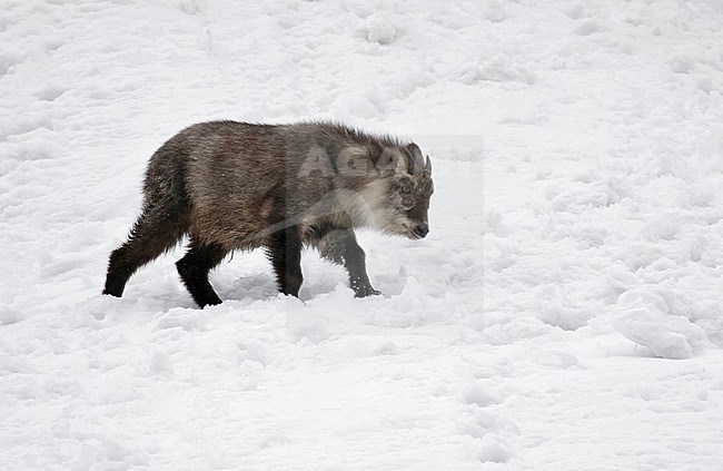 Japanese serow (Capricornis crispus) in the snow stock-image by Agami/Pete Morris,
