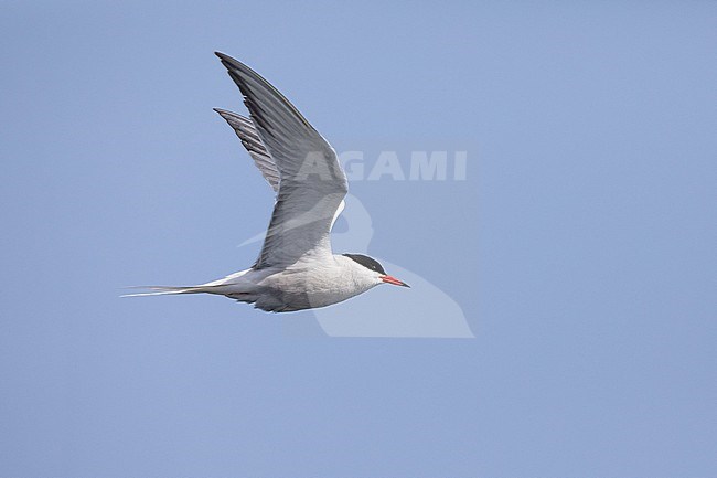 Common tern (Sterna hirundo), flying, with the sky as background stock-image by Agami/Sylvain Reyt,