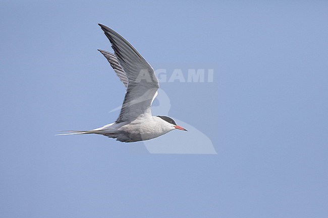 Common tern (Sterna hirundo), flying, with the sky as background stock-image by Agami/Sylvain Reyt,
