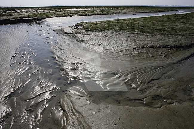 Plaat van Valkenisse in the Westerschelde Netherlands, Plaat van Valkenisse in de Westerschelde Nederland stock-image by Agami/Jacques van der Neut,