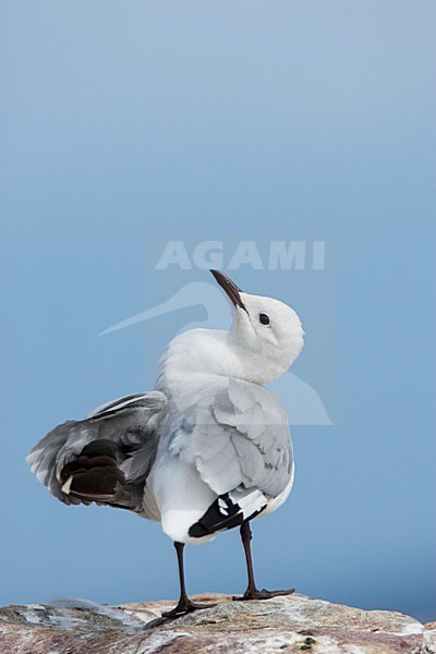 Veren verzorgende Hartlaubs Meeuw, Hartlaub's Gull preening stock-image by Agami/Wil Leurs,