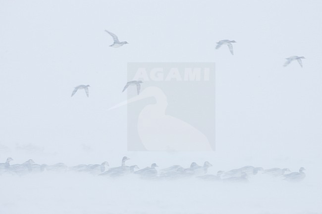 Groep Brandganzen in de sneeuw; Group of Barnacle Geese in snow stock-image by Agami/Menno van Duijn,