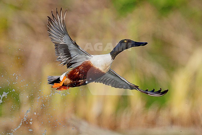 Northern Shoveler (Spatula clypeata, side view of an adult male in flight, Campania, Italy stock-image by Agami/Saverio Gatto,