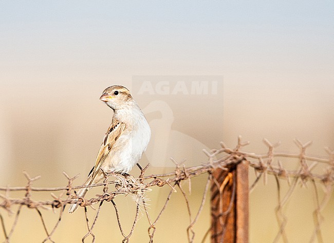 Immature House Sparrow (Passer domesticus) on Lesvos, Greece. Perched on a greek fench. stock-image by Agami/Marc Guyt,