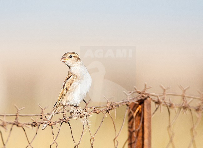 Immature House Sparrow (Passer domesticus) on Lesvos, Greece. Perched on a greek fench. stock-image by Agami/Marc Guyt,
