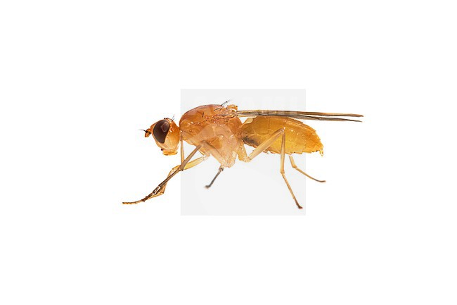 Psila fimetaria flies stock-image by Agami/Wil Leurs,