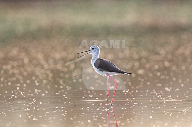 Roepende Steltkluut; Calling Black-winged Stilt stock-image by Agami/Marc Guyt,