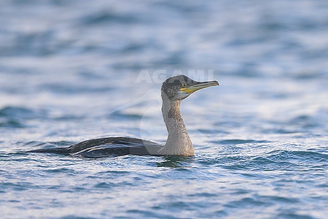 European shag (Phalacrocorax aristotelis) on the water, with the sea as background. stock-image by Agami/Sylvain Reyt,
