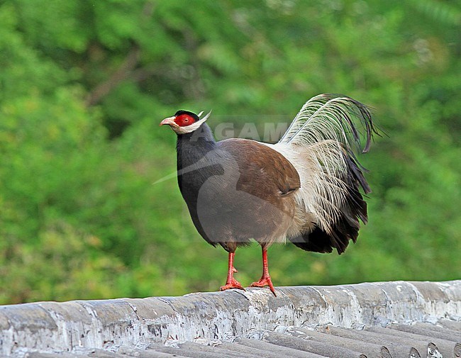 Male Brown eared pheasant (Crossoptilon mantchuricum) stock-image by Agami/Pete Morris,