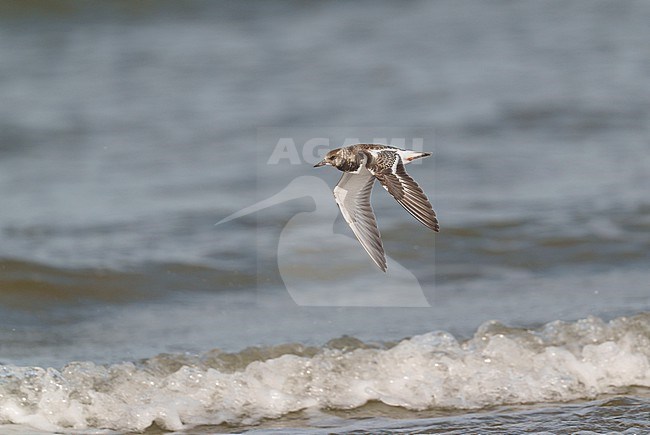 Ruddy Turnstone (Arenaria interpres) flying low over water of the shore and sea surf in sideview stock-image by Agami/Ran Schols,