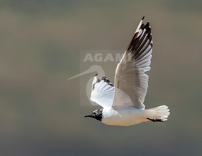 Moulting adult Andean gull (Chroicocephalus serranus) into breeding plumage. Flying in Antisana Ecological reserve in the high mountains of Ecuador. stock-image by Agami/Marc Guyt,