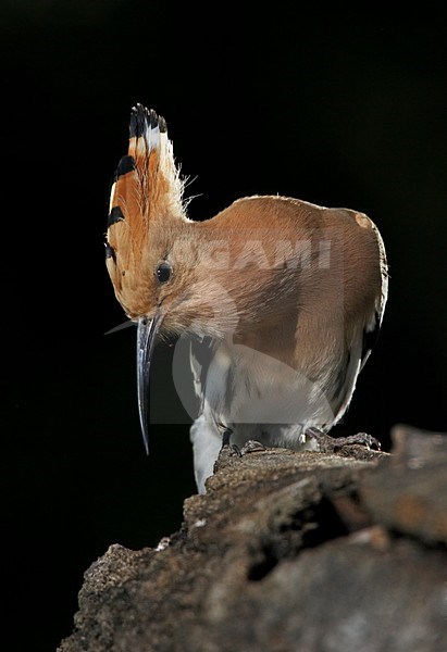 Hop zittend; Eurasian Hoopoe perched stock-image by Agami/Markus Varesvuo,