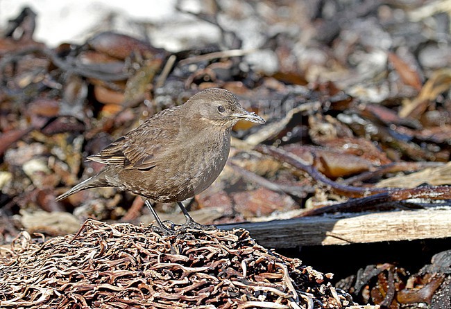 Blackish Cinclodes (Cinclodes antarcticus) on the Falkland Islands. stock-image by Agami/Pete Morris,