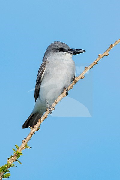 Adult Gray Kingbird (Tyrannus dominicensis) in Miami-Dade County, Florida, United States. stock-image by Agami/Brian E Small,