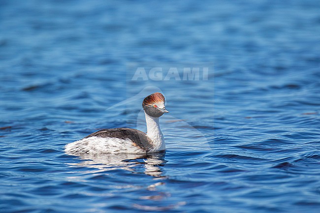 Critically Endangered Hooded Grebe (Podiceps gallardoi) at a Patagonian lake in southern Argentina. stock-image by Agami/Dani Lopez-Velasco,