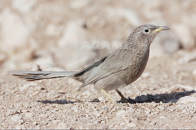 Arabische Babbelaar in zit; Arabian Babbler perched stock-image by Agami/Markus Varesvuo,