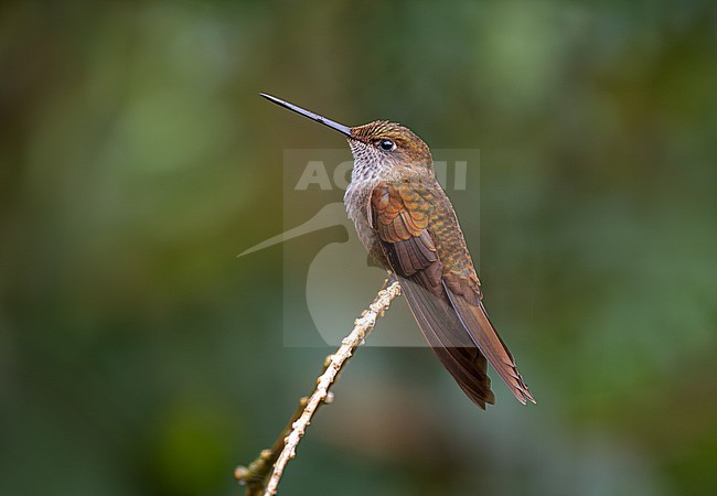 Bronzy Inca (Coeligena coeligena obscura) adult perched on a thin twig with plain background stock-image by Agami/Andy & Gill Swash ,