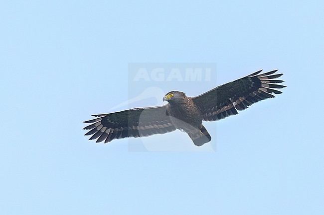 Philippine Serpent-Eagle (Spilornis holospilus) in flight in the Philippines stock-image by Agami/Dubi Shapiro,