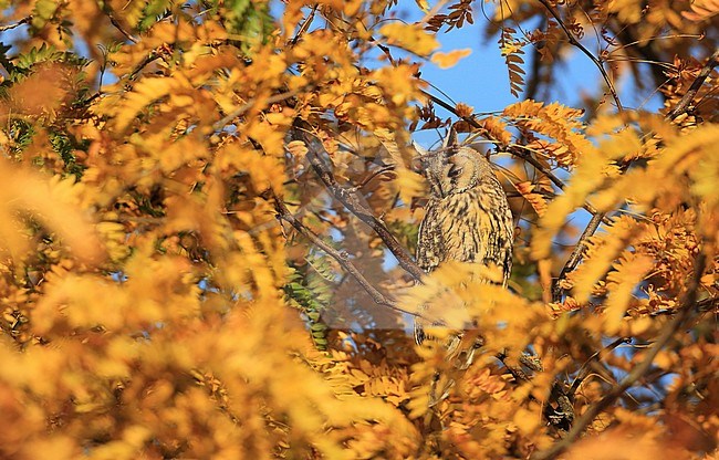 Ranuil in herfstkleuren. stock-image by Agami/Jacques van der Neut,