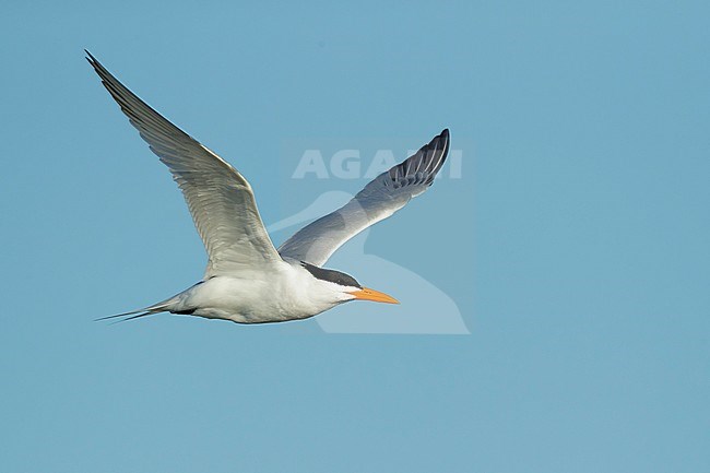 Adult breeding plumaged American Royal Tern (Thalasseus maximus)
Galveston Co., Texas, USA
April 2017 stock-image by Agami/Brian E Small,