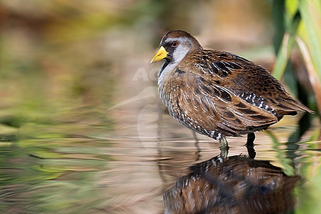 Adult Sora (Porzana carolina) in North-American wetland. stock-image by Agami/Dubi Shapiro,