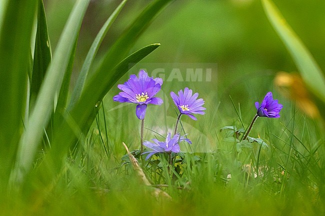 Blue Winter Anemone flowers stock-image by Agami/Wil Leurs,