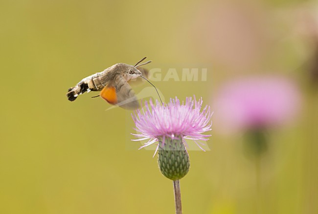 Kolibrievlinder vliegend boven paarse distel bloem, Hummingbird hakw-moth at purple flower stock-image by Agami/Rob de Jong,
