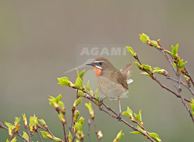 Roodkeelnachtegaal man zittend; Siberian Rubythroat male perched stock-image by Agami/Pete Morris,