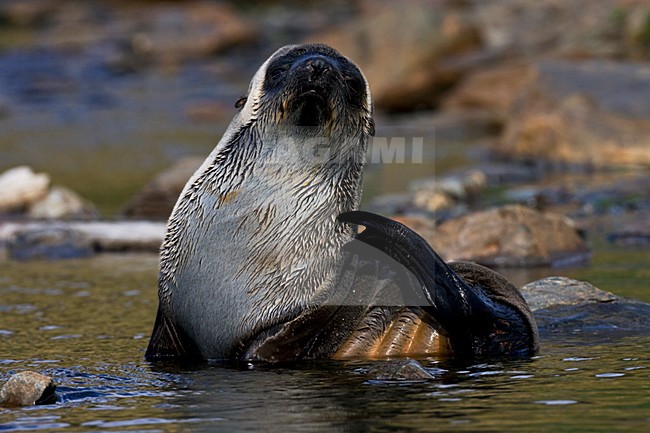 Antarctische Pelsrob, Antarctic Fur Seal, Arctocephalus gazella stock-image by Agami/Marc Guyt,
