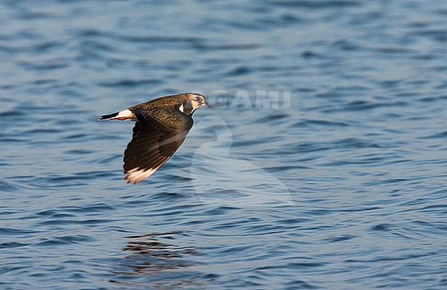 Adult Northern Lapwing (Vanellus vanellus) in winter plumage in flight at Starrevaart, Netherlands. Showing upperwing. stock-image by Agami/Marc Guyt,