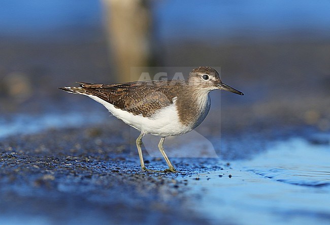 Common Sandpiper (Actitis hypoleucos) at Hyères, France. Standing on the beach, seen from the side. stock-image by Agami/Aurélien Audevard,