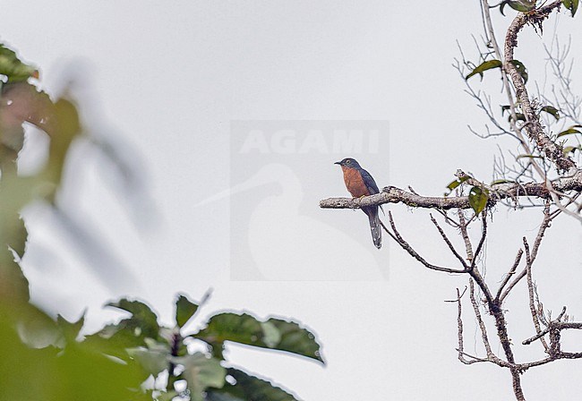 Chestnut-breasted Cuckoo (Cacomantis castaneiventris) in Papua New Guinea. stock-image by Agami/Pete Morris,