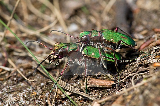 Parende Groene Zandloopkevers Nederland, Mating Green Tiger Beetles Netherlands stock-image by Agami/Wil Leurs,