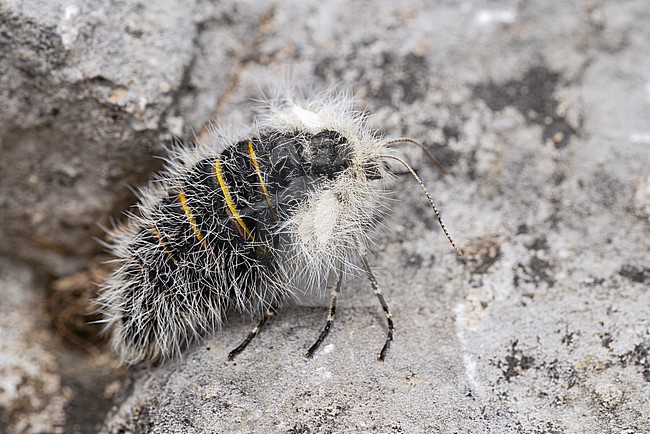 Lycia alpina is a high altitude endemic to the Alps, found in the Austrian Alps of of the Lech Valley; picture is showing the wingless female stock-image by Agami/Mathias Putze,