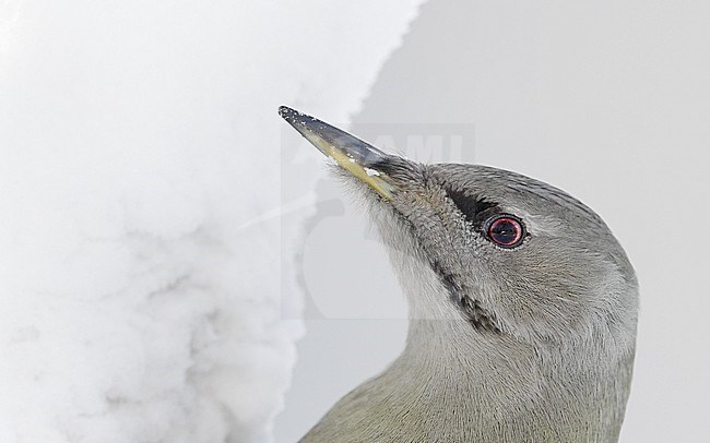 Grey-headed Woodpecker female (Picus canus) Kuusamo Finland February 2020 stock-image by Agami/Markus Varesvuo,